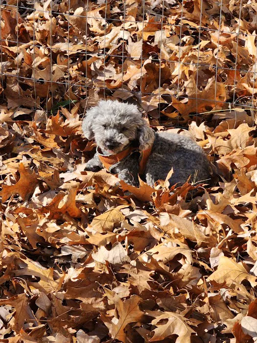 McNeill James DVM Picture 6