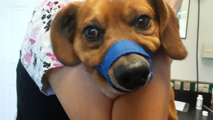 McNeill James DVM Picture 10