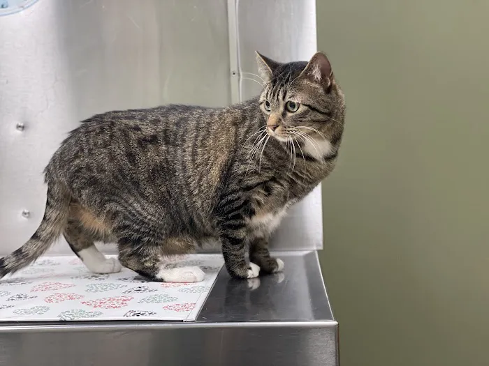 High Ridge Animal Hospital Picture 2