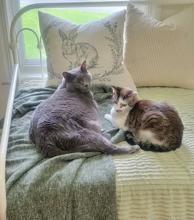 High Ridge Animal Hospital Picture 4