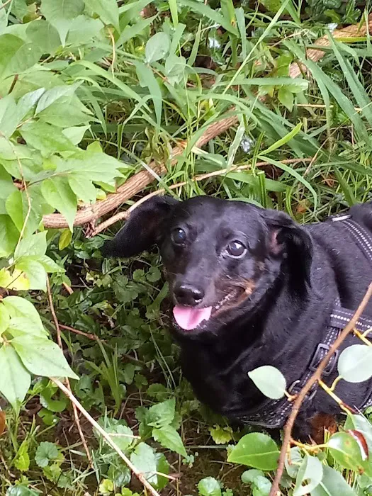 High Ridge Animal Hospital Picture 5