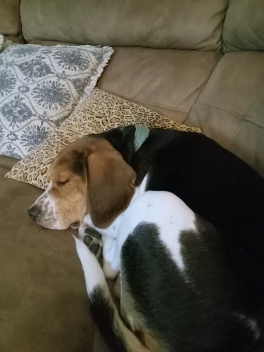 High Ridge Animal Hospital Picture 3