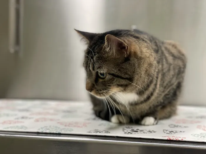 High Ridge Animal Hospital Picture 1