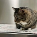 High Ridge Animal Hospital