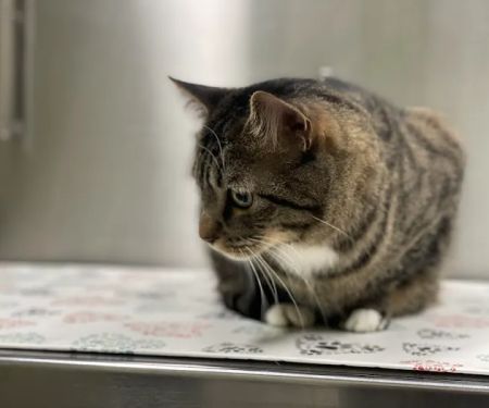 High Ridge Animal Hospital