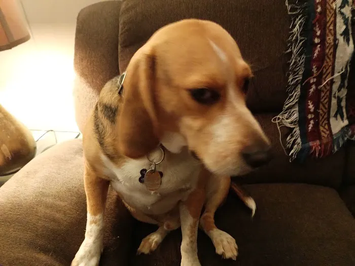 High Ridge Animal Hospital Picture 7