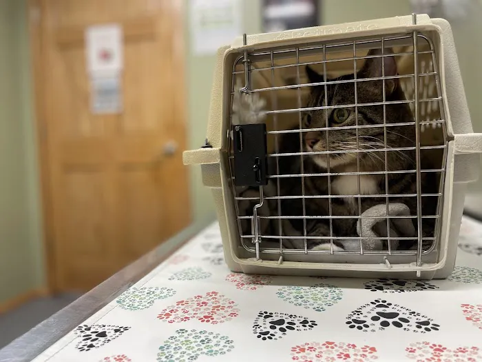 High Ridge Animal Hospital Picture 8