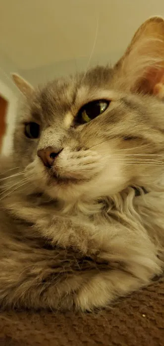 High Ridge Animal Hospital Picture 6