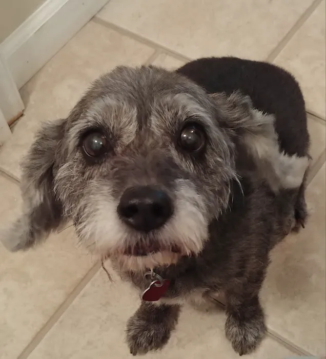 High Ridge Animal Hospital Picture 9