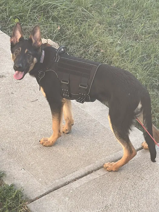 Vetco Vaccination Clinic Picture 2