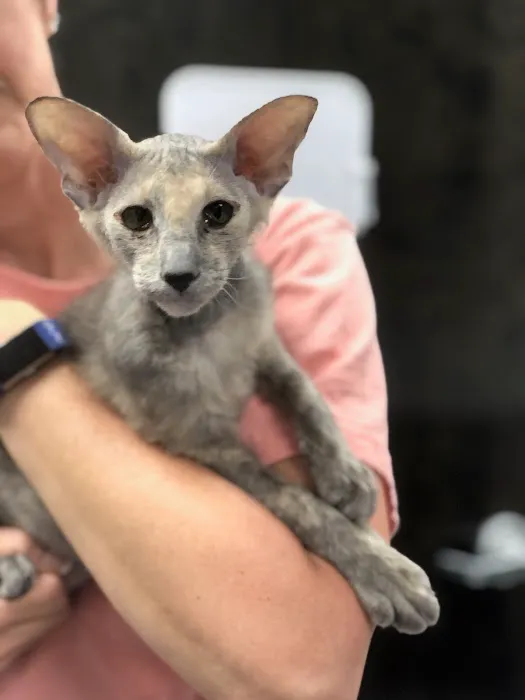 Family Vet of Lake St. Louis Picture 2