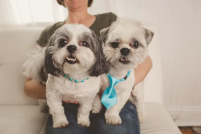 Family Vet of Lake St. Louis Picture 1