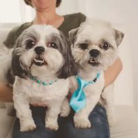 Family Vet of Lake St. Louis ico