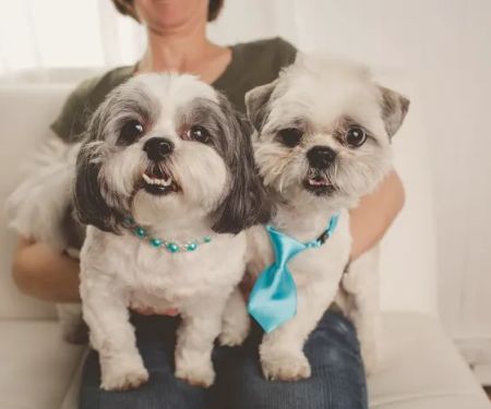 Family Vet of Lake St. Louis