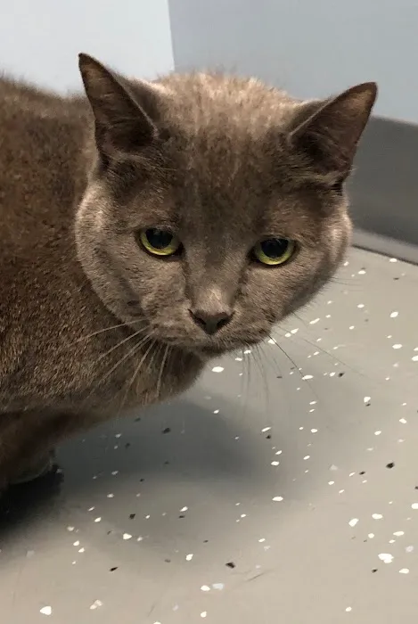 Family Vet of Lake St. Louis Picture 8