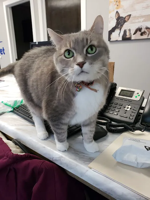 Family Vet of Lake St. Louis Picture 10