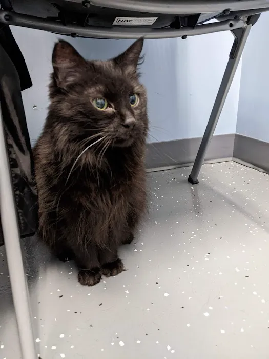 Family Vet of Lake St. Louis Picture 9