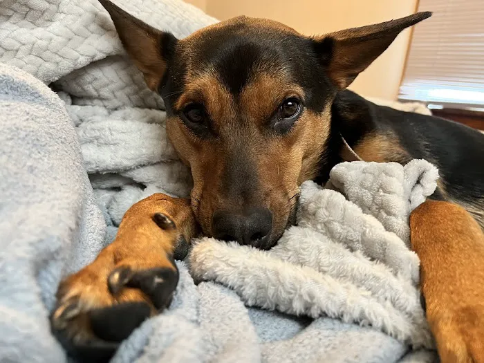 Hawk Ridge Animal Hospital Picture 3