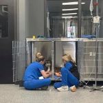 Hawk Ridge Animal Hospital