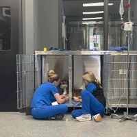 Hawk Ridge Animal Hospital ico