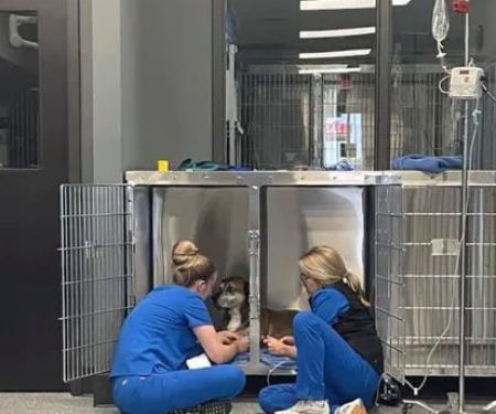 Hawk Ridge Animal Hospital