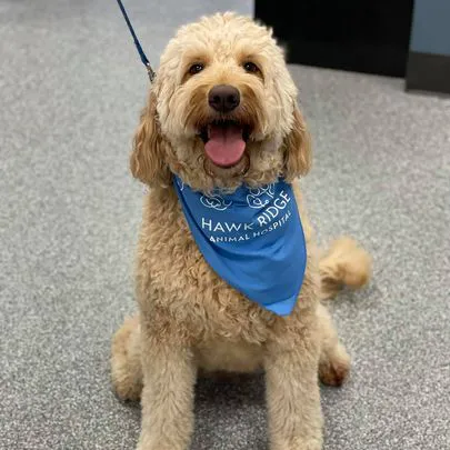 Hawk Ridge Animal Hospital Picture 8