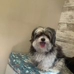 Crossroads Veterinary Hospital