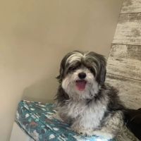 Crossroads Veterinary Hospital ico