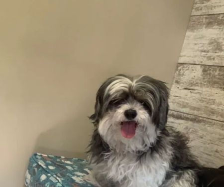 Crossroads Veterinary Hospital