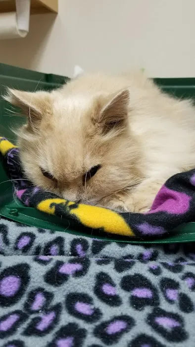 Carter Pet Hospital Picture 3