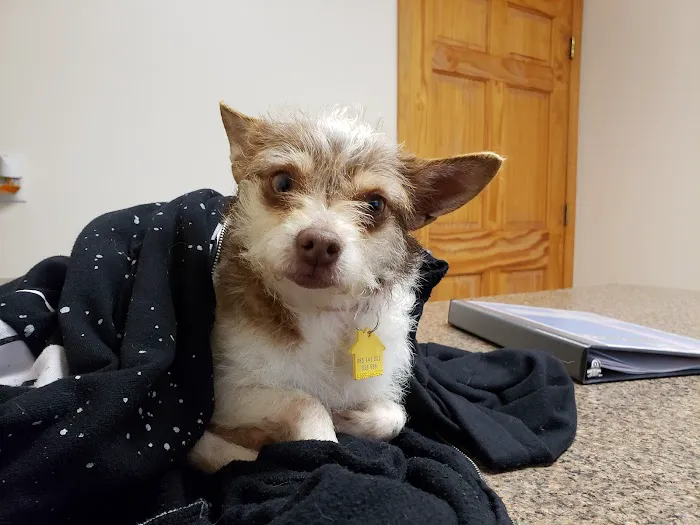 Carter Pet Hospital Picture 1