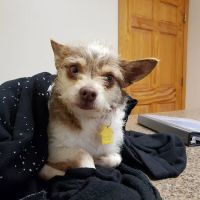 Carter Pet Hospital ico