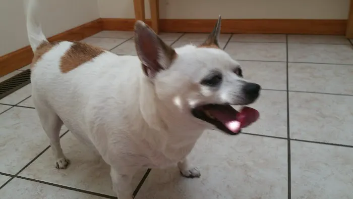 Carter Pet Hospital Picture 2