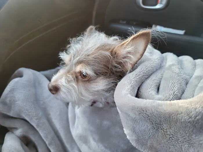 Carter Pet Hospital Picture 4