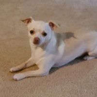 Lake St Louis Animal Care ico