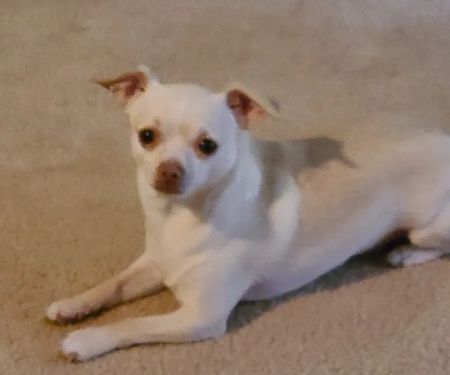 Lake St Louis Animal Care