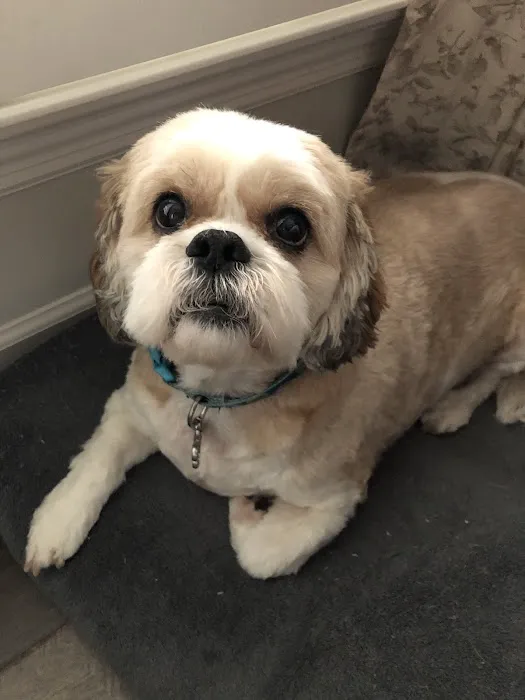 Lake St Louis Animal Care Picture 3