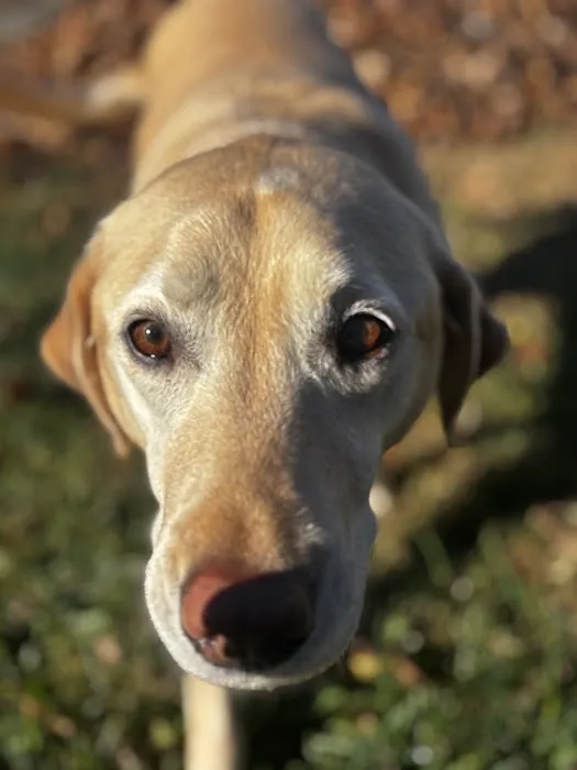 My Vet Animal Clinic Picture 2