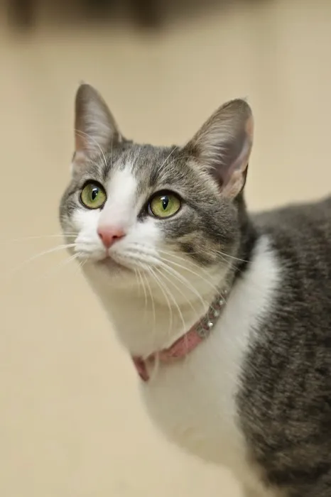 My Vet Animal Clinic Picture 3