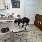 My Vet Animal Clinic