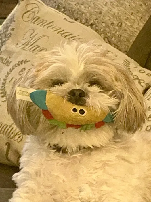 My Vet Animal Clinic Picture 7