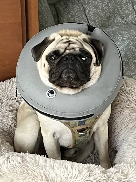 My Vet Animal Clinic Picture 6