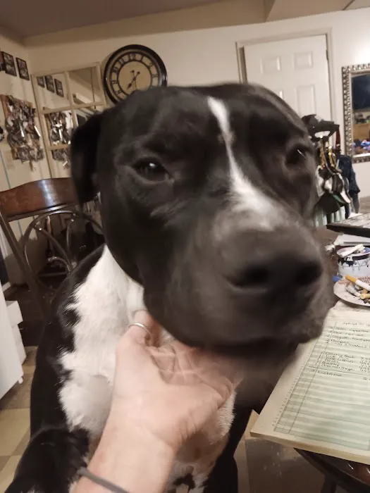 My Vet Animal Clinic Picture 8