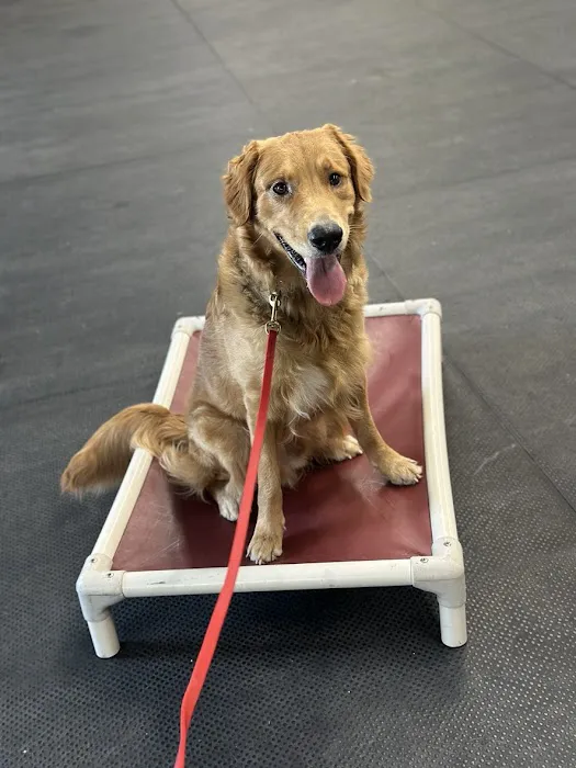 My Vet Animal Clinic Picture 9