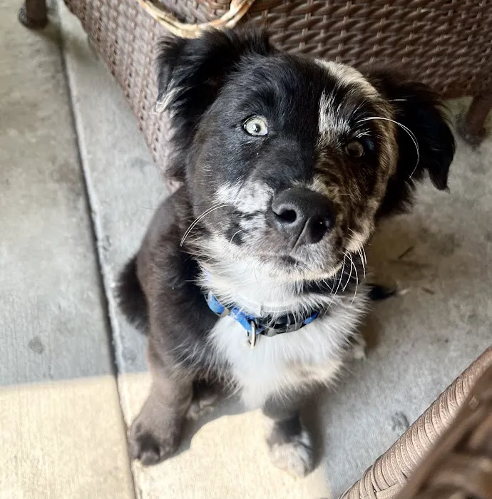 Fox Creek Veterinary Hospital Picture 6