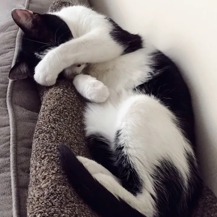 Eureka Veterinary Clinic Picture 4