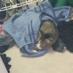 Eureka Veterinary Clinic