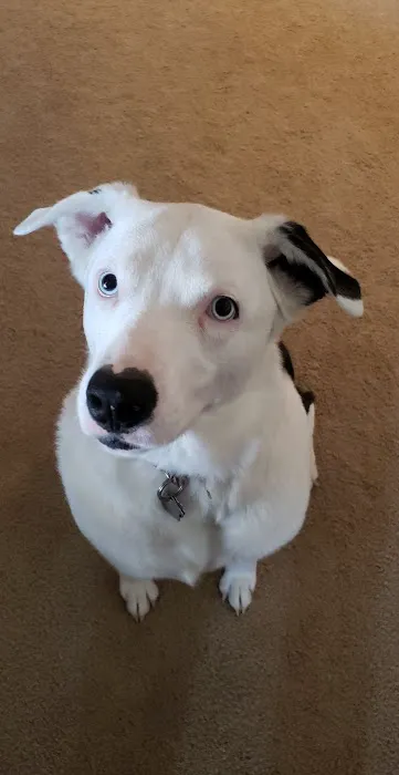 Eureka Veterinary Clinic Picture 3