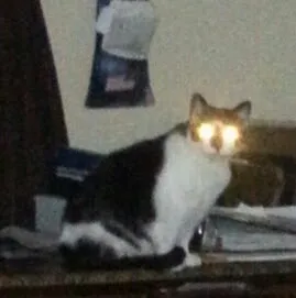 Eureka Veterinary Clinic Picture 6