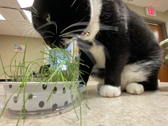 Eureka Family Pet Hospital Picture 6